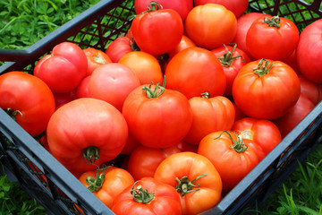 Fresh red tomatoes in a basket. Close-up. Background.