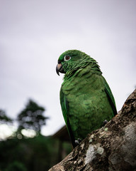 parrot on branch