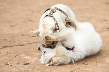 The French Bulldog and a Pomeranian Lulu playing in thre park