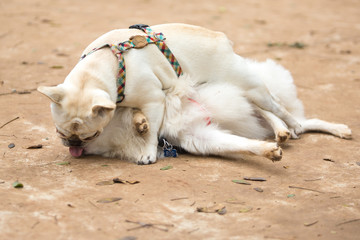 Naklejka na ściany i meble The French Bulldog and a Pomeranian Lulu playing in thre park