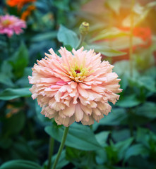 blooming pink flower Zinnia in the garden on a summer day