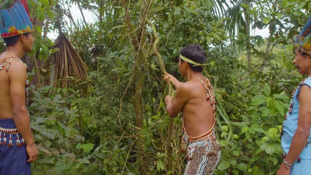 Amazonian Indigenous Man Pulling A Liana Of Ayahuasca In Ecuador