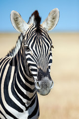 Fototapeta na wymiar Vertical portrait of a zebra.