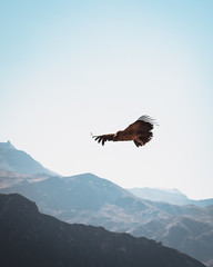 condor in flight