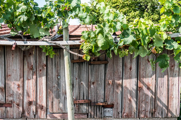Naklejka na ściany i meble Weinpflanzen und Weinblätter an Weinbergshäuschen