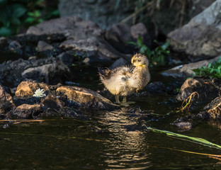 little yellow duckling at waters edge 