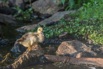 little yellow duckling at waters edge 