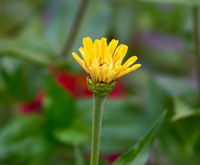 Fototapeta premium blooming yellow flower Zinnia in the garden on a summer day