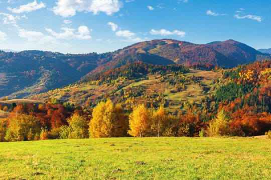 trees in colorful foliage. beautiful carpathians. wonderful autumn landscape of mountainous countryside. sunny warm weather with clouds on the sky