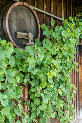 Weinpflanzen und Weinbl&auml;tter an Weinbergsh&auml;uschen