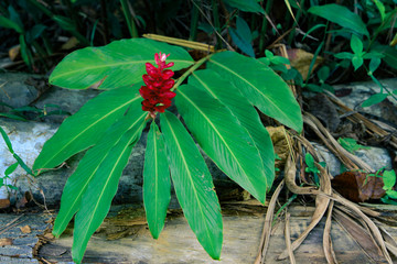 A beautiful tropical red ginger flower on the green leaf background.