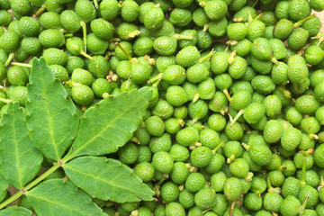 実山椒（みざんしょう）ｰ Japanese pepper