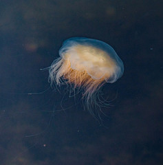Meduza u wybrzeży norwegii © Dreamnordno