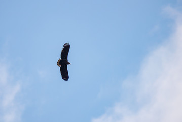 Silhouette Steppe eagle flying under the bright sun and cloudy sky in summer