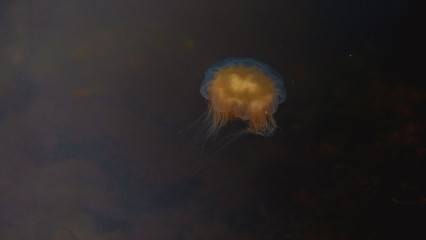 Meduza u wybrzeży norwegii © Dreamnordno