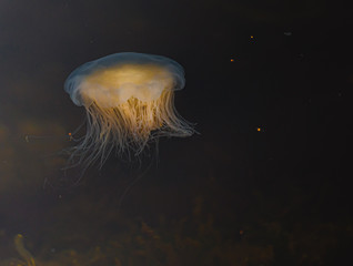 Meduza u wybrzeży norwegii © Dreamnordno