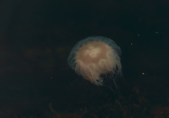 Meduza u wybrzeży norwegii © Dreamnordno