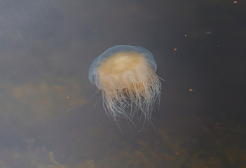 Meduza u wybrzeży norwegii