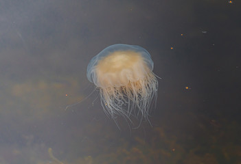 Meduza u wybrzeży norwegii © Dreamnordno