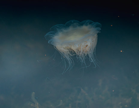 Meduza u wybrzeży norwegii