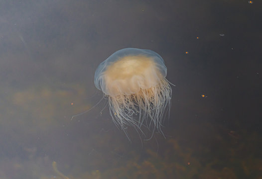 Meduza u wybrzeży norwegii