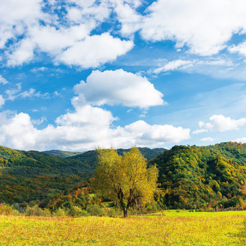 tree in yellow foliage on the meadow. beautiful countryside landscape on a sunny day with fluffy clouds on the sky. carpathian rural area in autumn