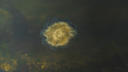 Meduza u wybrzeży norwegii © Dreamnordno
