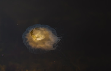 Meduza u wybrzeży norwegii © Dreamnordno