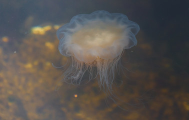 Meduza u wybrzeży norwegii © Dreamnordno