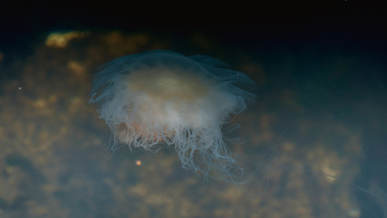 Meduza u wybrzeży norwegii © Dreamnordno