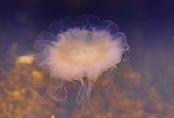 Meduza u wybrzeży norwegii © Dreamnordno
