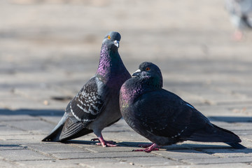 Couple of pigeons on the city street