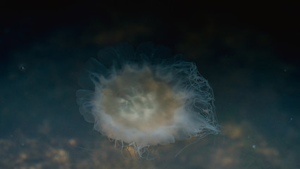Meduza u wybrzeży norwegii © Dreamnordno