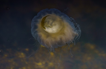 Meduza u wybrzeży norwegii © Dreamnordno