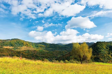 Fotobehang tree in yellow foliage on the meadow. beautiful countryside landscape on a sunny day with fluffy clouds on the sky. carpathian rural area in autumn © Pellinni
