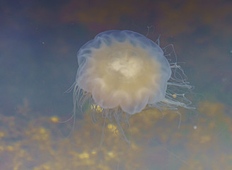 Meduza u wybrzeży norwegii © Dreamnordno