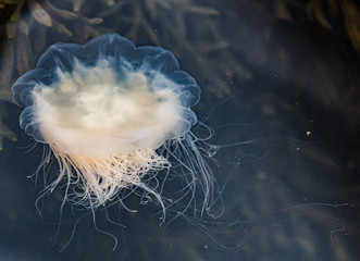 Meduza u wybrzeży norwegii © Dreamnordno