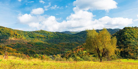 Fototapeta na wymiar tree in yellow foliage on the meadow. beautiful countryside panoramic landscape on a sunny day with fluffy clouds on the sky. carpathian rural area in autumn