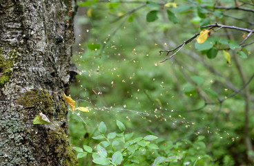 Spider web in summer forest.