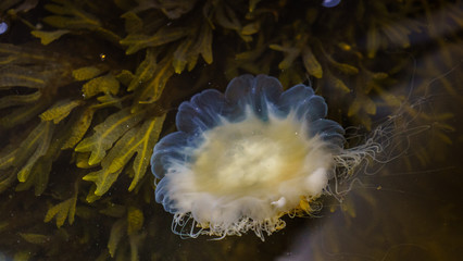 Meduza u wybrzeży norwegii © Dreamnordno