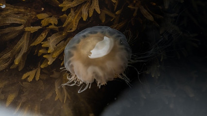Meduza u wybrzeży norwegii © Dreamnordno
