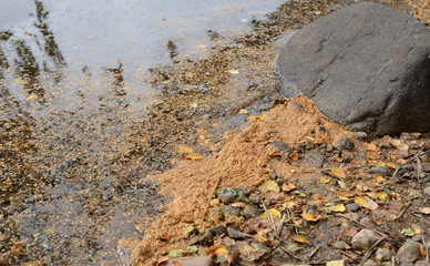 The seeds of birch trees in water.