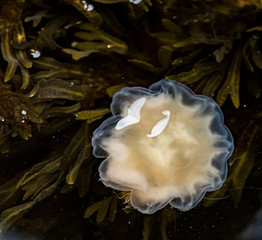 Meduza u wybrzeży norwegii © Dreamnordno