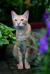 Adorable ginger cat in the garden