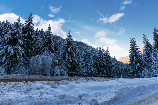 beautiful winter landscape in mountains. road through spruce forest in snow. wonderful frosty weather in the evening
