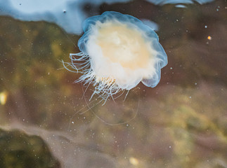 Meduza u wybrzeży norwegii - obrazy, fototapety, plakaty