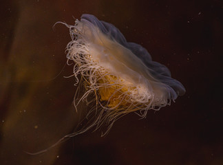 Meduza u wybrzeży norwegii - obrazy, fototapety, plakaty