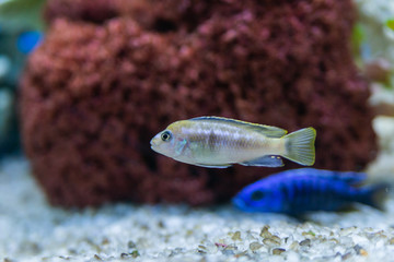 Cichlid or Cichlidae blue tropical fish in aquarium. African Cichlid endemic to Malawi in blue tropical fish Cichlidae family. Colorful blue tropical cichild fish. Close-up blue tropical cichlid fish