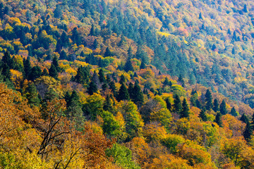 Scenic landscape with trees in mountain forest in autumn