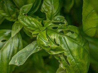 basil plant with insect damage